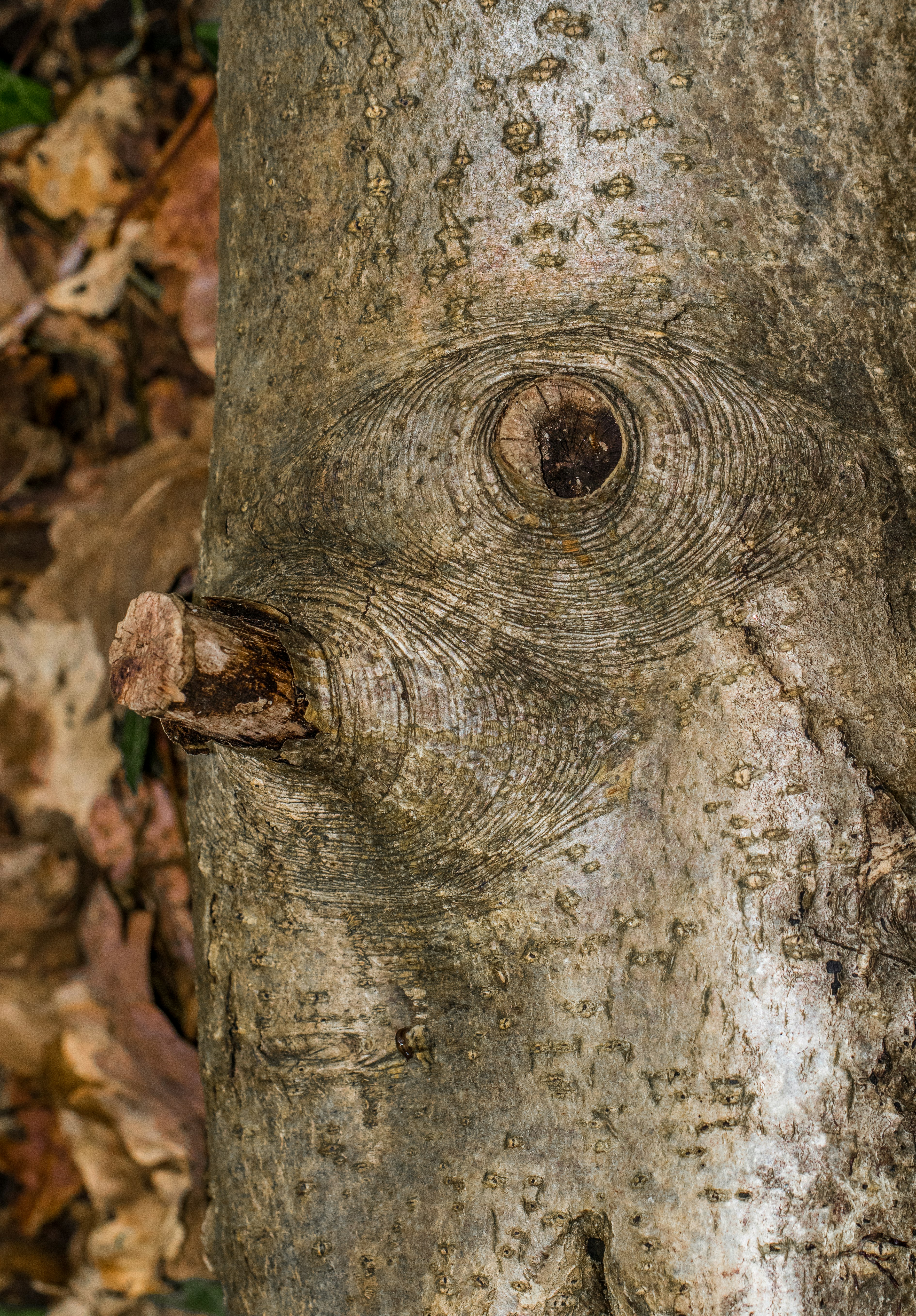 brown tree trunk with hole